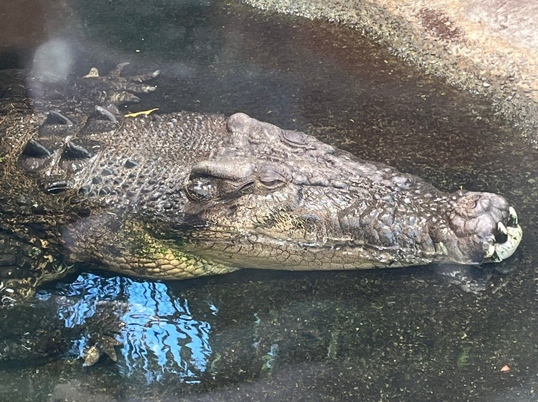 汉密尔顿岛野生动物世界-汉密尔顿岛必去景点