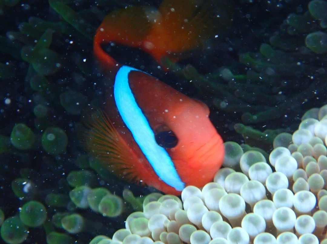 波长礁-道格拉斯港必去景点