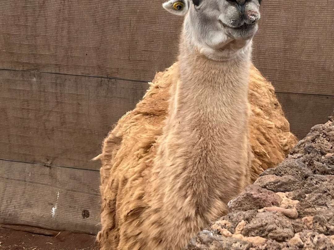 Cocodrilo Park Gran Canaria-阿古伊梅斯必去景点