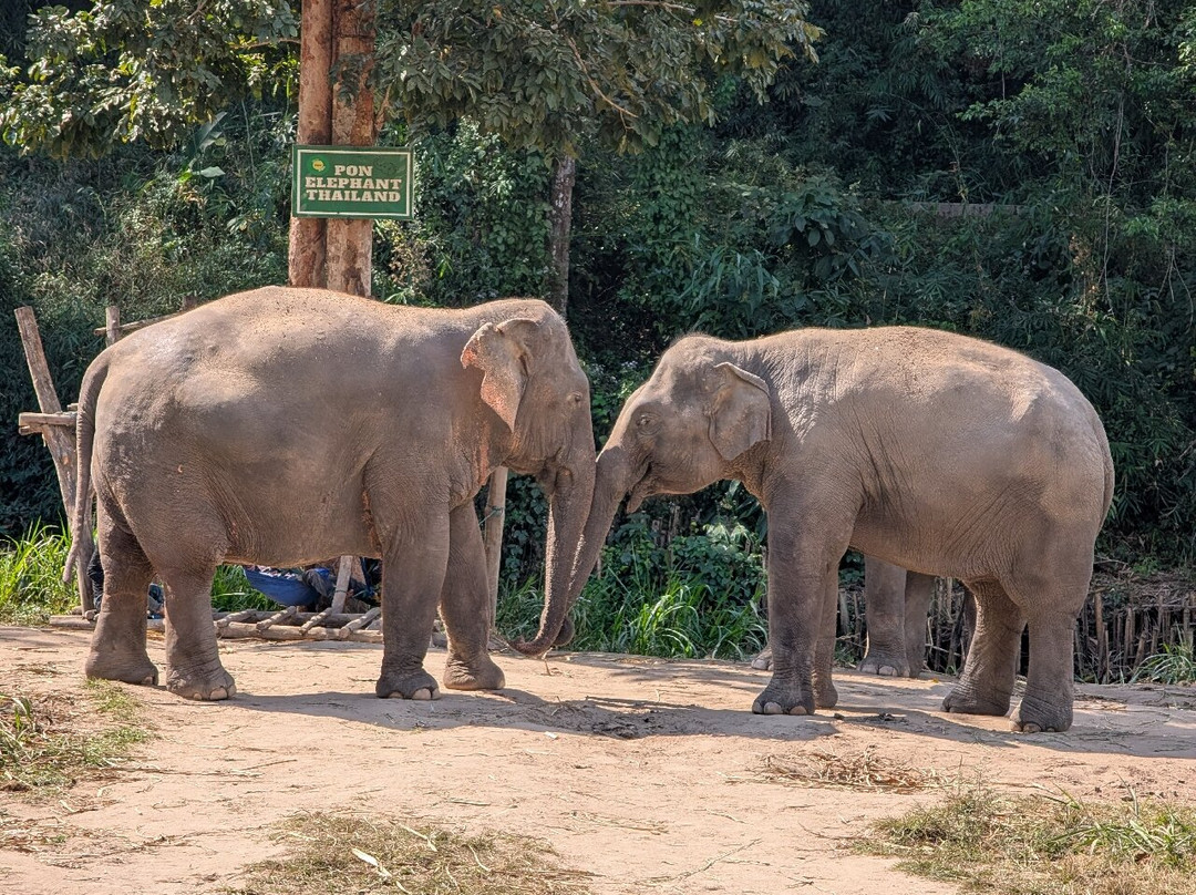 Pon Elephant Thailand-清迈必去景点