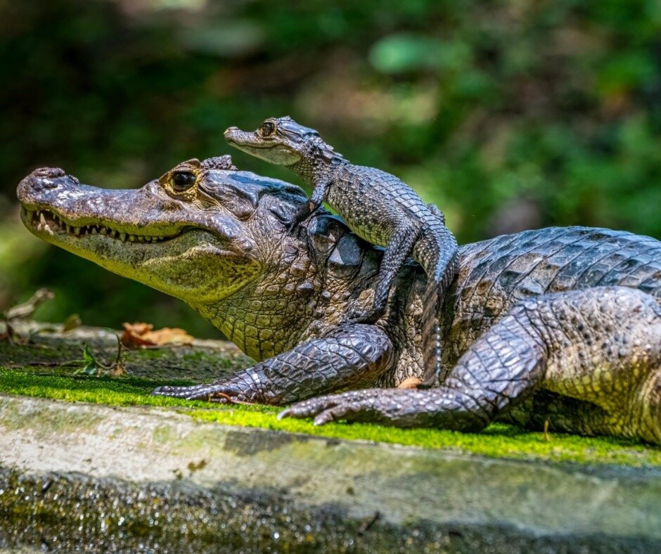 Cuyabeno Reserve-Cuyabeno Wildlife Reserve必去景点