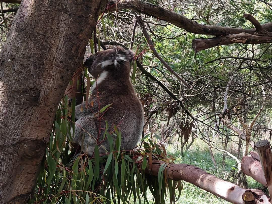 菲利普岛自然公园－考拉保护中心-莱尔必去景点