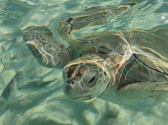 Island Routes-拿骚必去景点