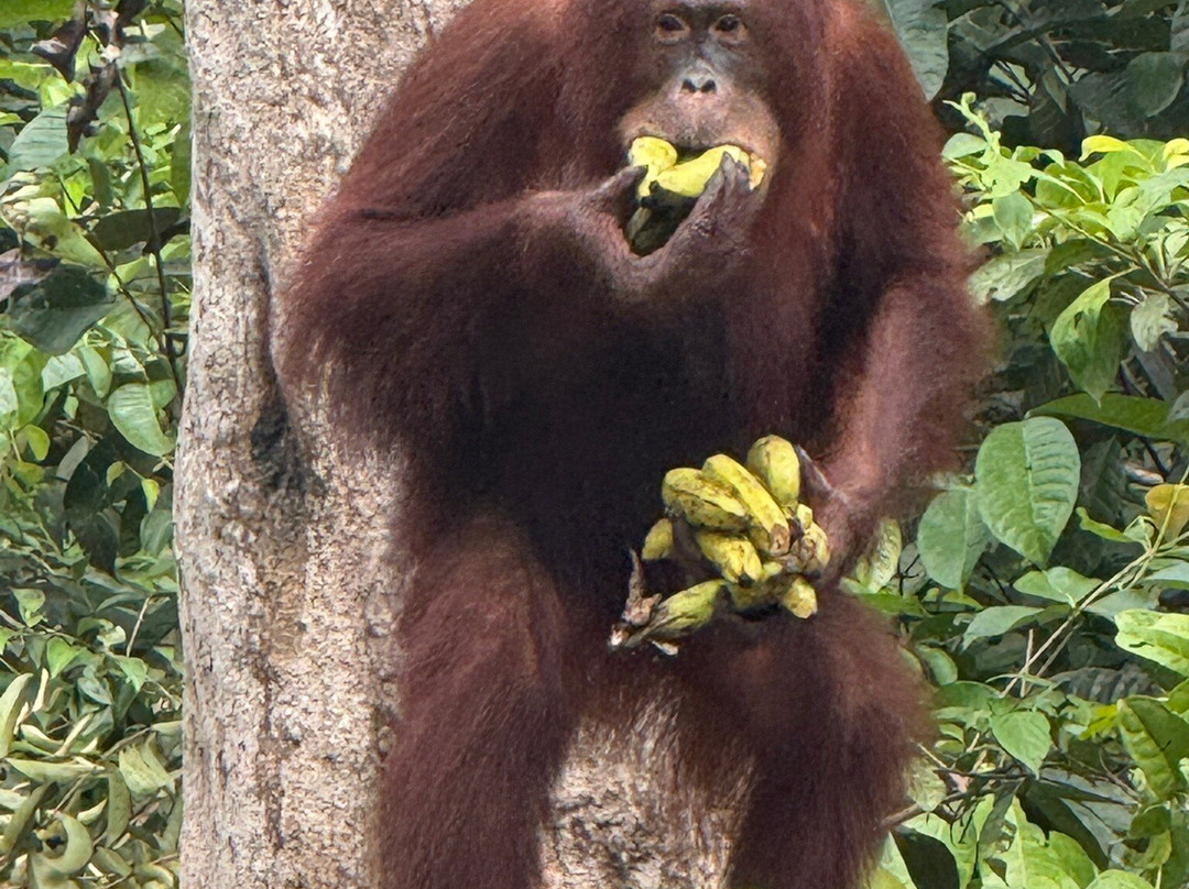 Orangutan House Boat Tour-Kumai必去景点
