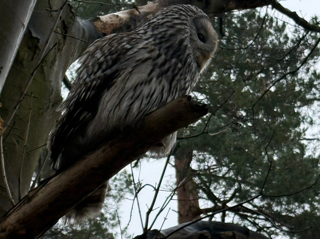 Bird of Prey Experiences - Hawkeye Falconry UK-Thoresby必去景点