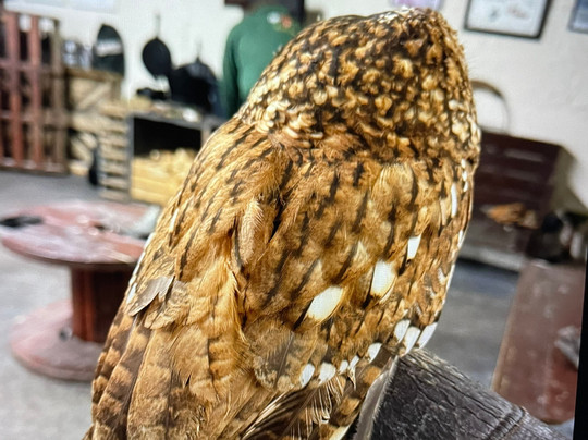 Riverside Falconry-纽卡斯尔必去景点