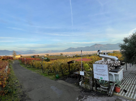 Tenuta Sorrentino Winery-Boscotrecase必去景点