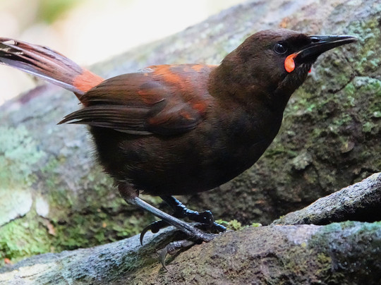 Ruggedy Range Wilderness Experience-斯图尔特岛必去景点