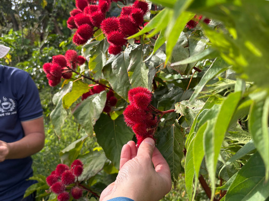 TIO JOSE COFFEE TOUR-葛雷西亚必去景点