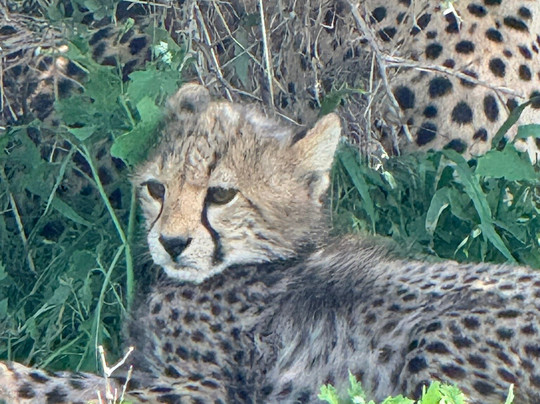 Ndutu Lake-恩戈罗恩戈罗保护区必去景点
