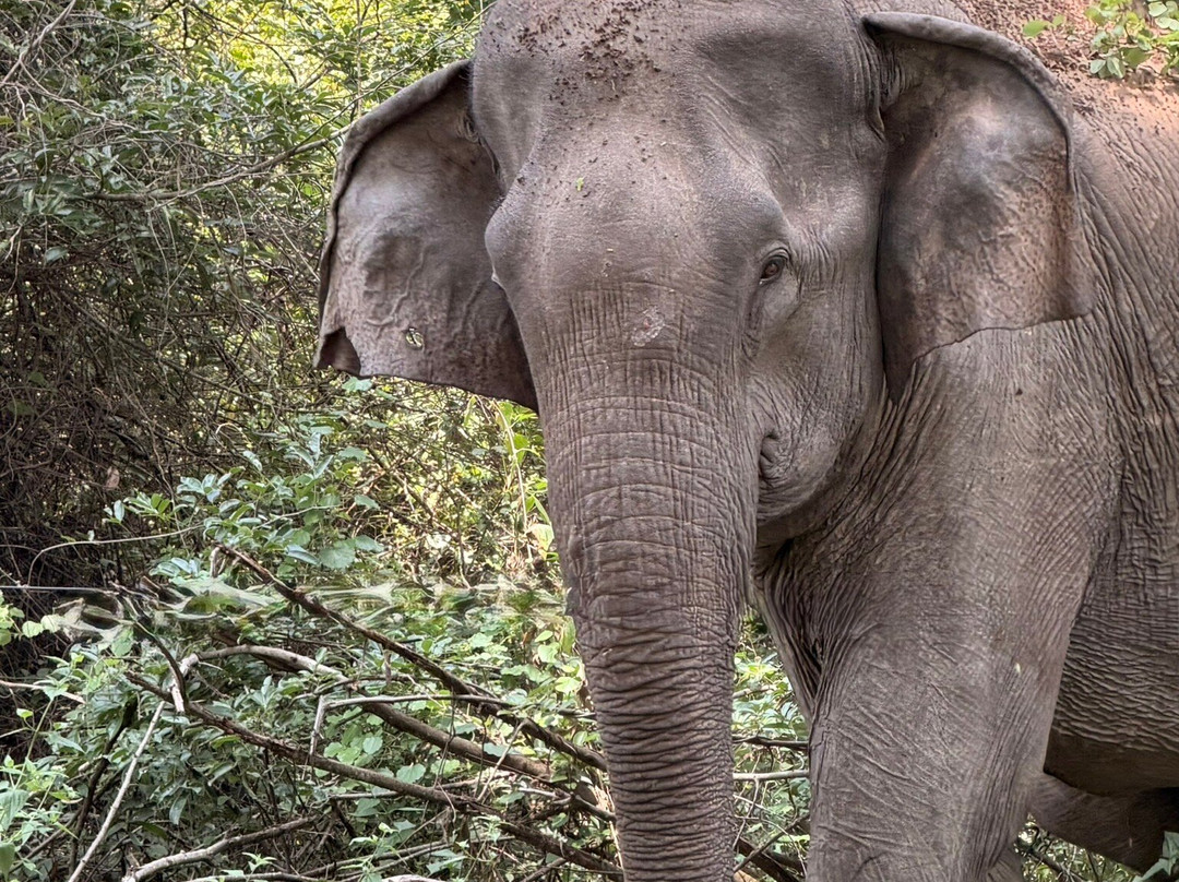 Revro Travels-科伦坡必去景点