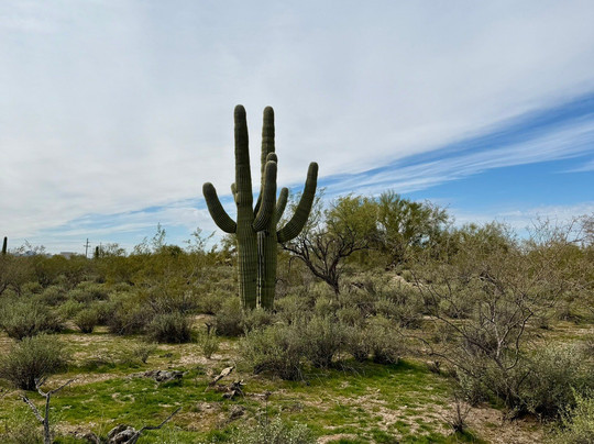 Tohono Chul-图森必去景点
