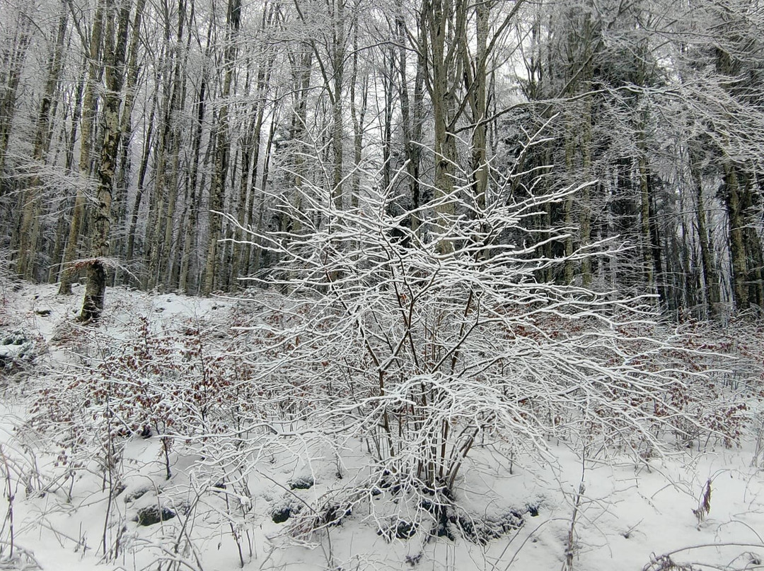 Pian del Cansiglio-Tambre必去景点