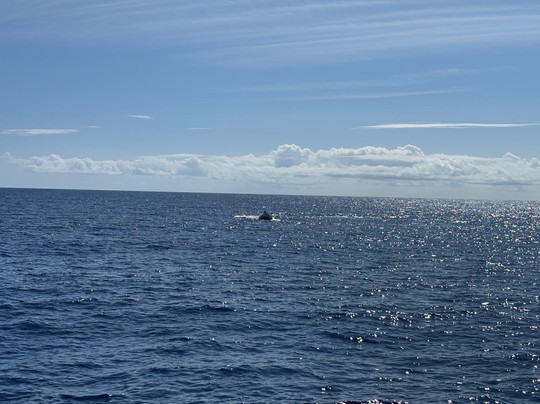 Dive Oahu-火奴鲁鲁必去景点