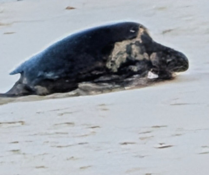 Kajol Lavan Travel, Galapagos Islands-Baltra必去景点