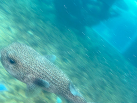 National Aquarium-圣多明哥必去景点