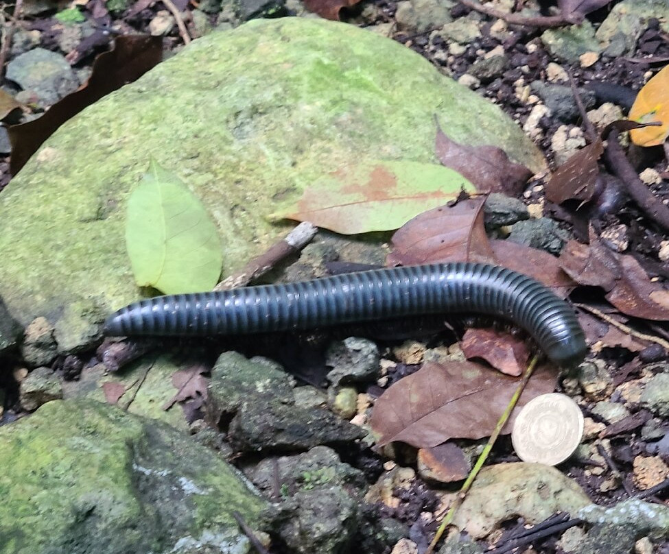 Guide to the Philippines-马尼拉必去景点