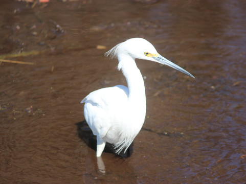 Swamp Fever Airboat Adventures-Lake Panasoffkee必去景点