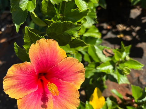 Eleuthera Pineapple Farm Tours-伊柳塞拉必去景点