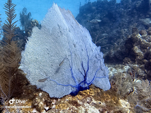 Epic Divers Grand Cayman Cayman Islands-大开曼岛必去景点