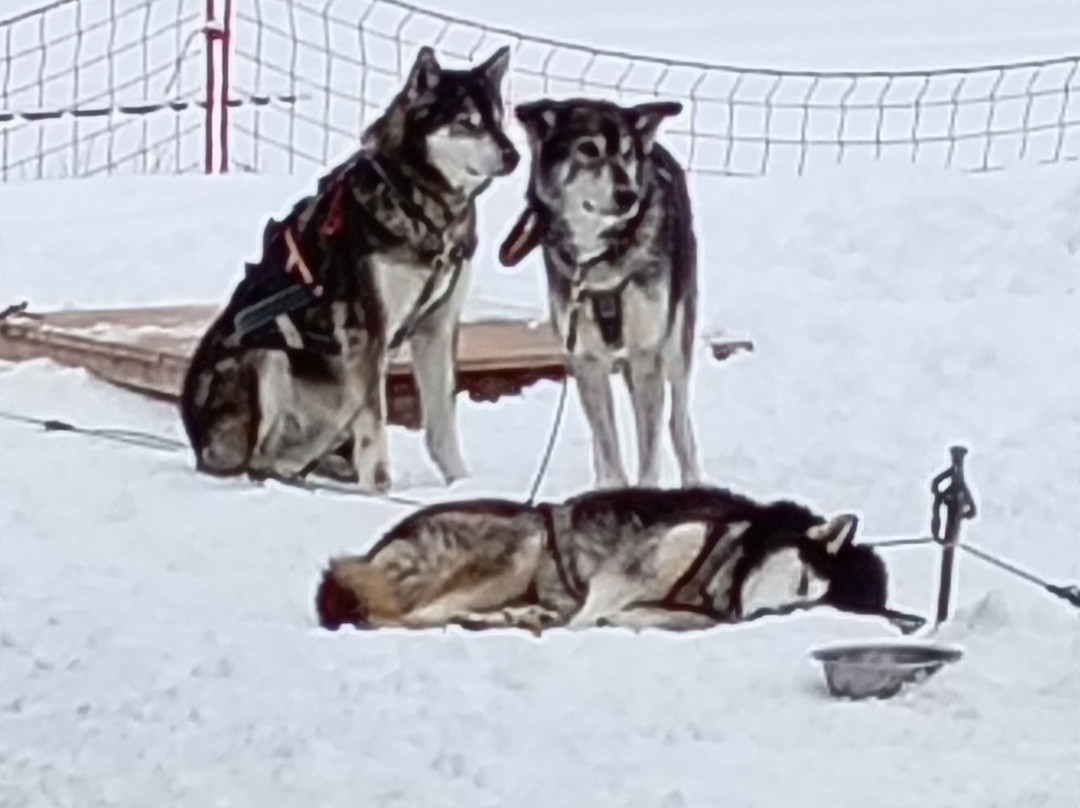 Chiens De Traîneaux Chamrousse-尚鲁斯必去景点