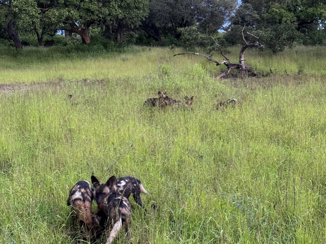Zamsato - Zambia Safaris & Adventours-李文斯顿必去景点