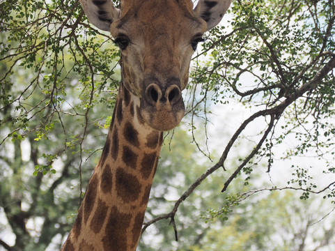 The Kruger Safari Co.-司库库札必去景点