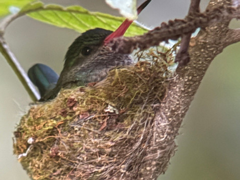 Paddle 9-哥斯达黎加安东尼奥国家公园必去景点