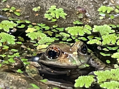 Wikiri Sapoparque-基多必去景点