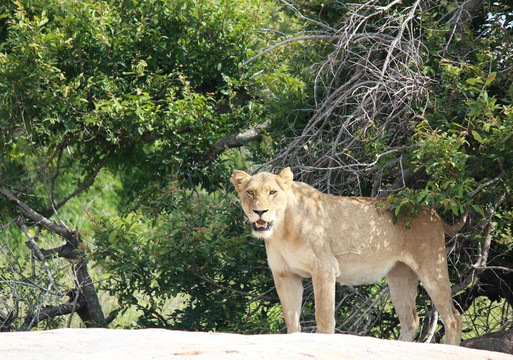 Kurt Safari-克鲁格国家公园必去景点