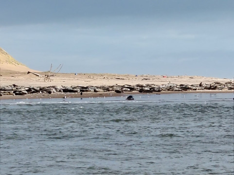 Newburgh Seals Beach-Newburgh必去景点