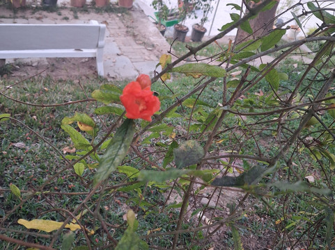 Chola Lakeview Stay Inn主图