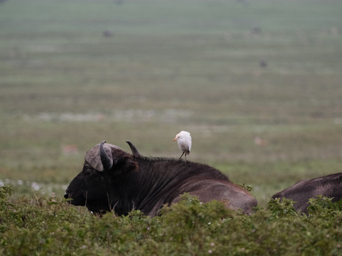 Meijo Safaris-阿鲁沙区必去景点
