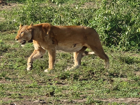 Queen Elizabeth National Park-Kasese必去景点