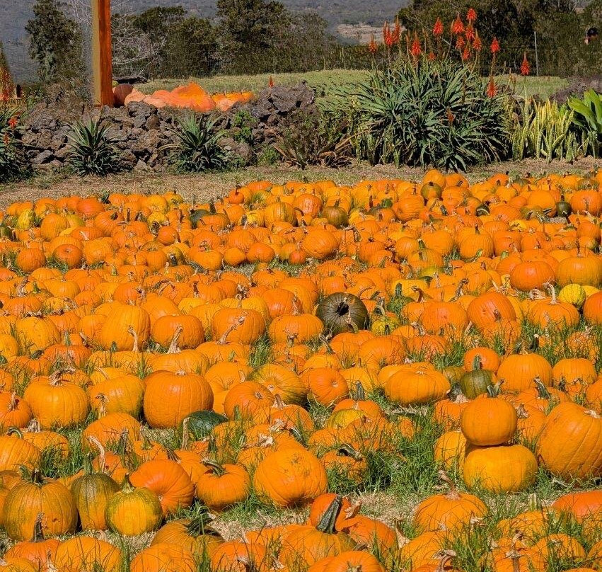 Kula Country Farms-库拉必去景点