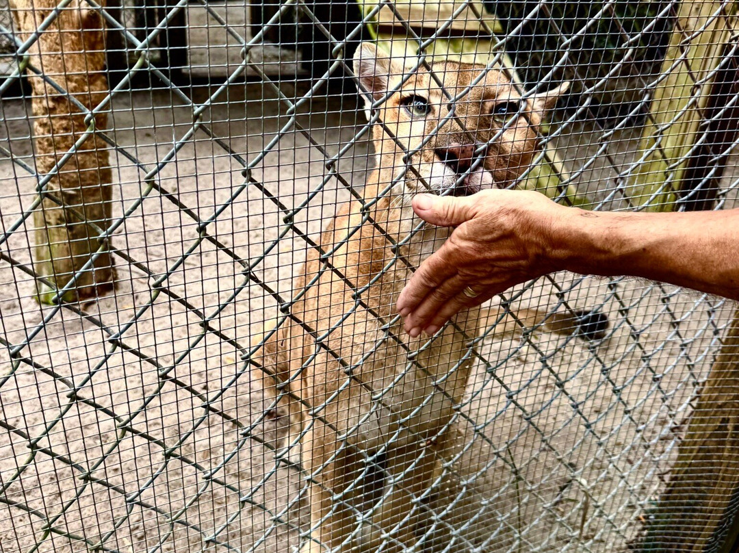 Shy Wolf Sanctuary Education & Experience Center-Golden Gate必去景点