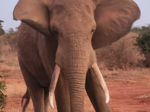 Discovery Kenya con Fragola-瓦塔木必去景点