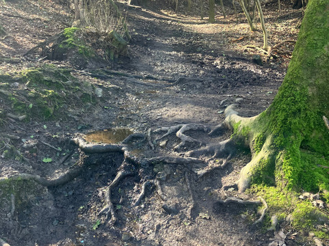 Ashdown Forest-Wych Cross必去景点