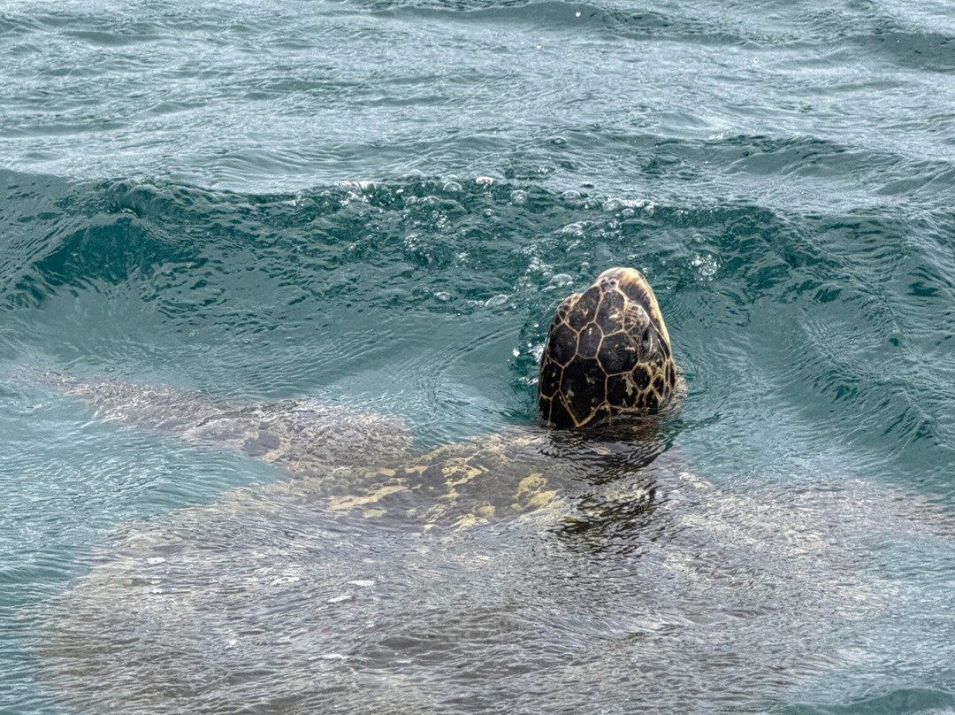 Kaneohe Bay Ocean Sports-卡内奥赫必去景点