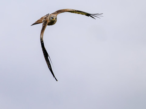 Argaty Red Kites-Doune必去景点