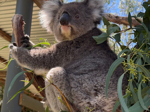 Jirrahlinga Dingo Conservation & Wildlife Education Centre-Chewton必去景点