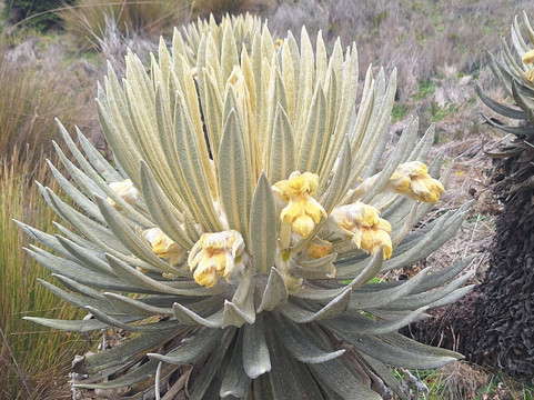 Montanas Colombianas-佩雷拉必去景点