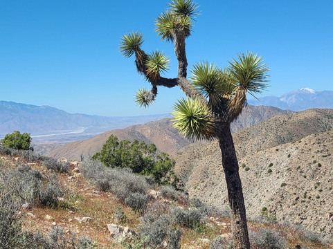 Joshua Tree National Park-约书亚树必去景点