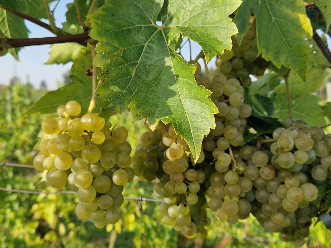 Winnica Natale-Bolimow必去景点