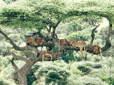 Meijo Safaris-阿鲁沙区必去景点