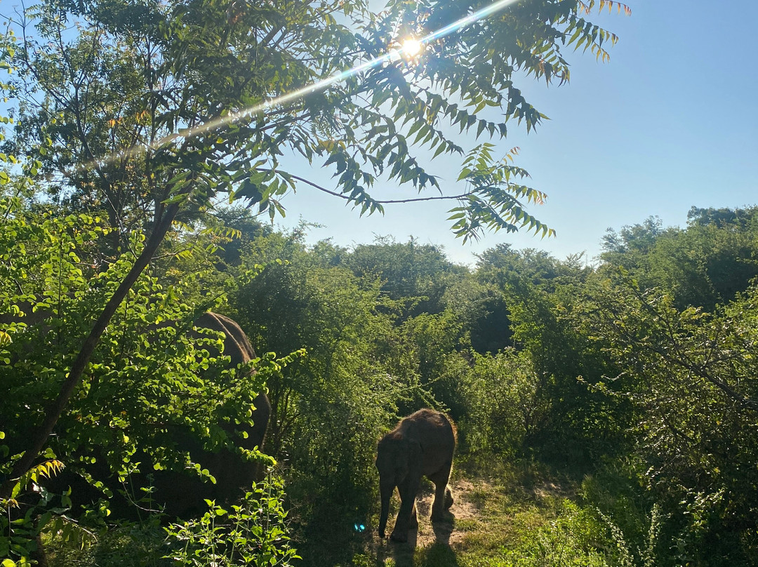 Udawalawe Wild Safari With Dileepa-乌达瓦拉瓦必去景点