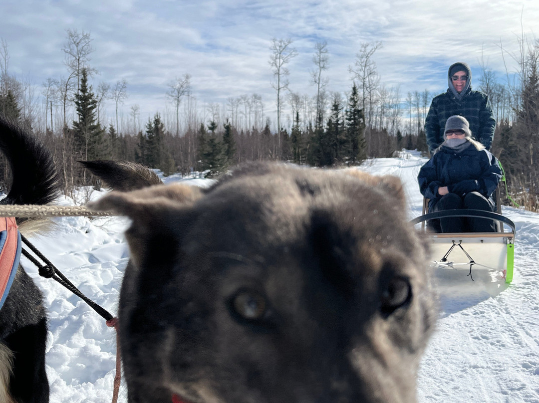 The Alaska Dogstead Mushing Company-Big Lake必去景点