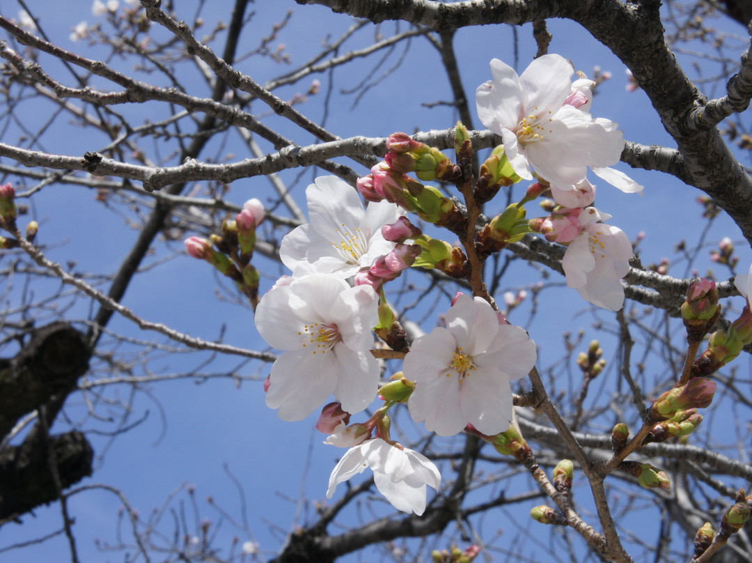 Shinshu Otaniha Nagoya Betsuin (Higashi Betsuin)-Naka必去景点