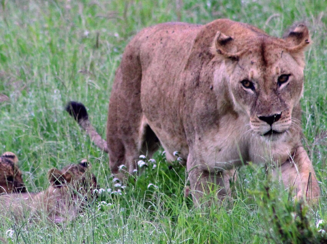 Dida Tours and Safaris-山祖必去景点