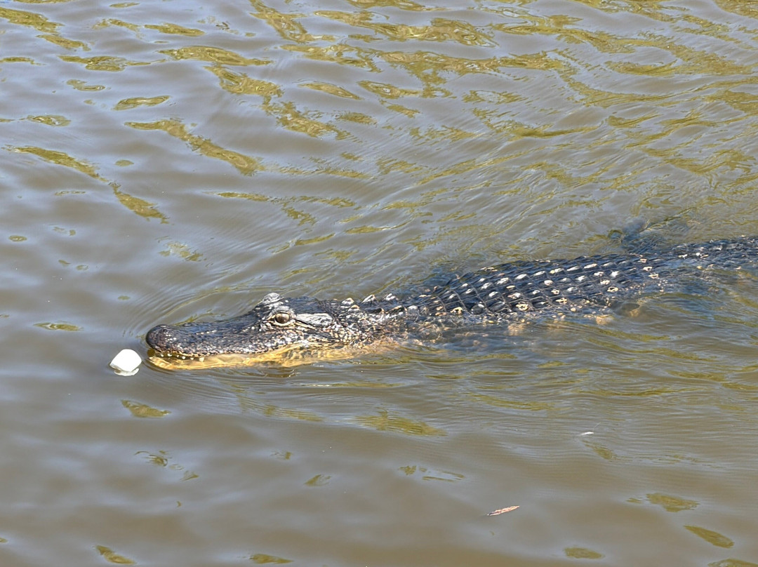 Ultimate Swamp Adventures-Westwego必去景点